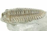 Prone Flexicalymene Trilobite - Mt Orab, Ohio #380317-2